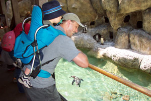 Max, Dad and the penguins