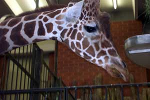 Giraffe at Denver Zoo